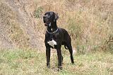 DOGUE ALLEMAND 926